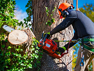 Expert Arborist Care