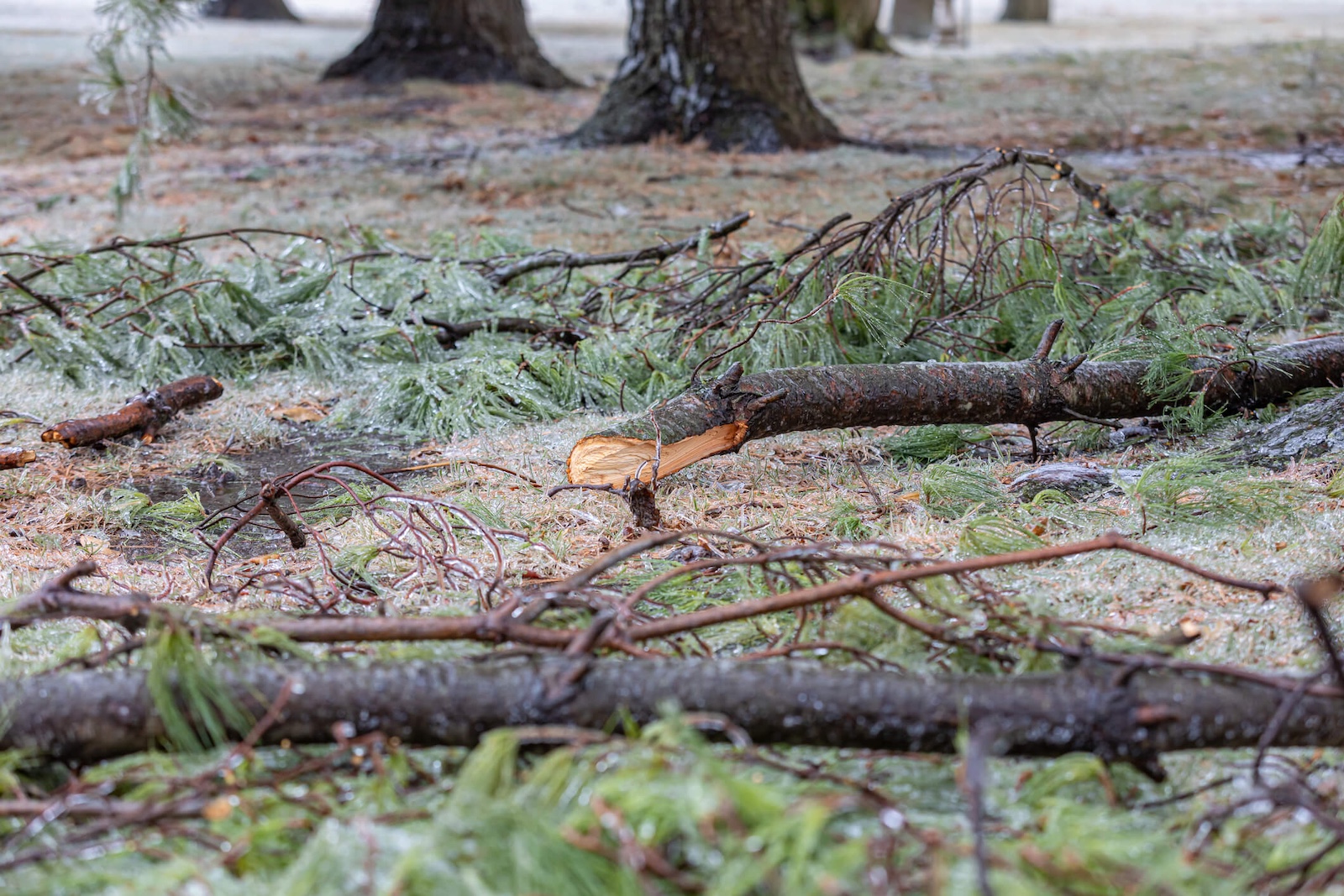 How to Prepare Your Trees for Winter Storms in Portland hero image