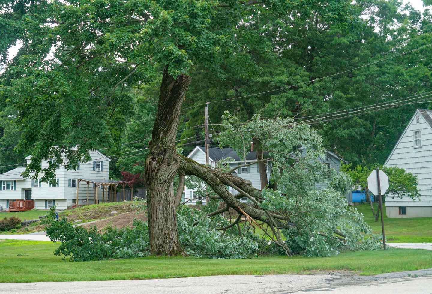 Storm Damage Tree Removal: What to Do After a Storm hero image