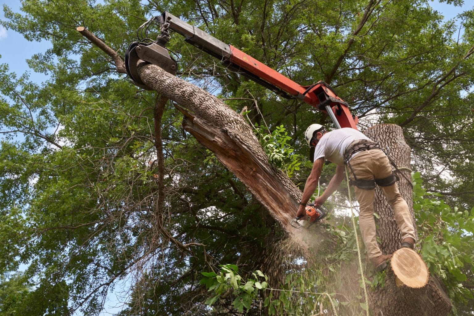 Top 5 Signs It’s Time to Remove a Tree from Your Property hero image
