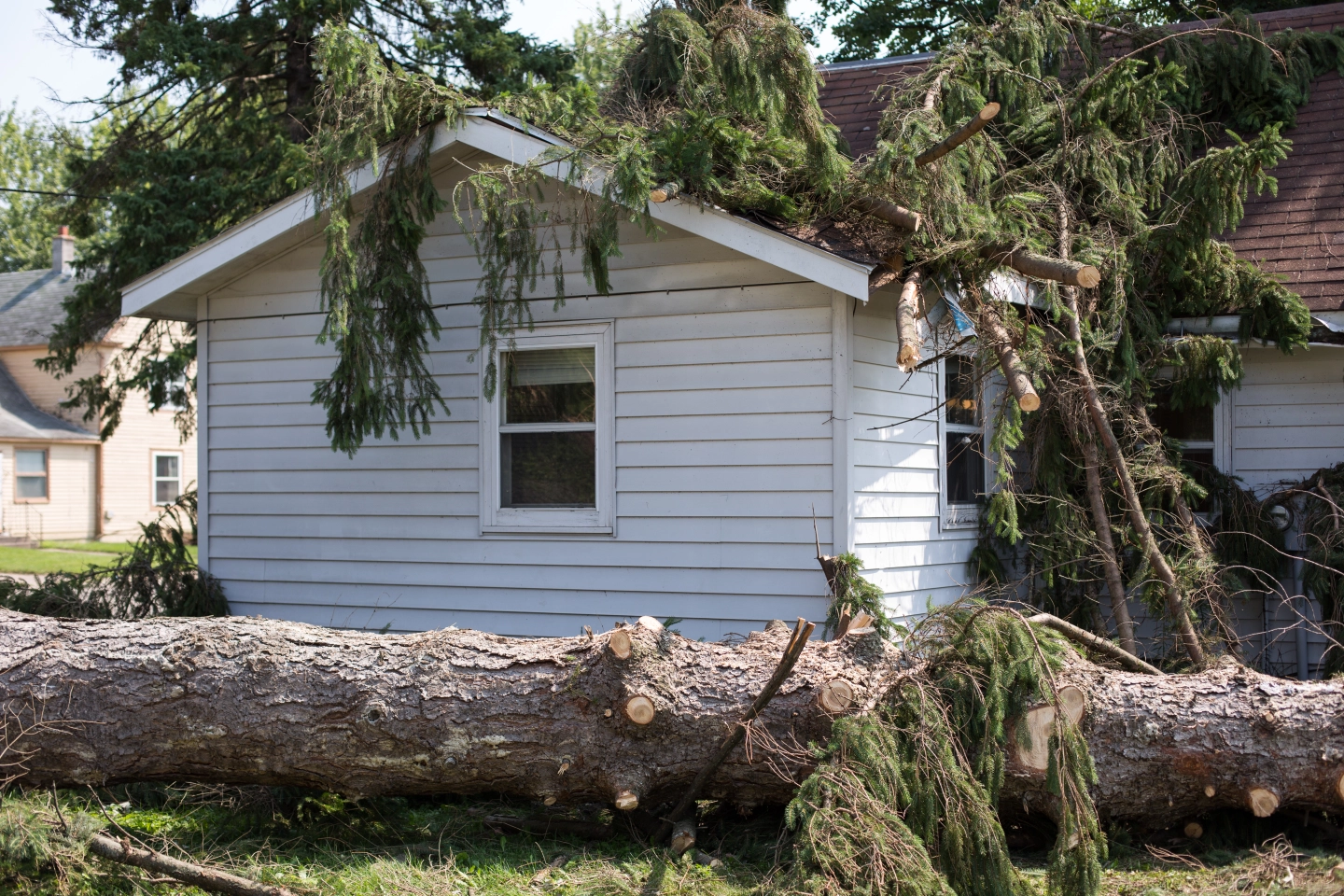 Urban Forest Recovery: How to Restore Your Trees After Damage hero image