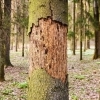 10 Common Tree Diseases in Oregon and How to Spot Them post image