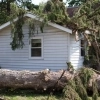 Urban Forest Recovery: How to Restore Your Trees After Damage post image