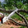 Why Professional Tree Removal is Safer Than DIY post image